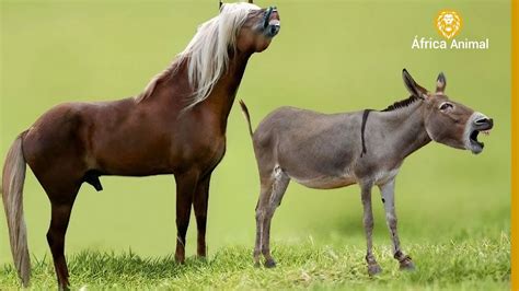 filhote de jumenta com cavalo|CRUZA JUMENTA COM CAVALO